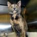 A stray cat found under an overpass along I-94 has a new temporary home at the Humane Society of Huron Valley on Tuesday. Photos courtesy of Humane Society of Huron Valley